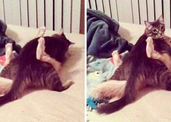 27 huncut háziállat, akik nem számítottak rá, hogy ilyen hamar hazaérsz