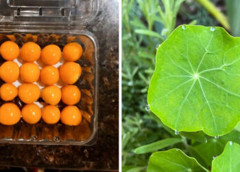 19 alkalom, mikor a természet a tökéletesség mesterének bizonyult