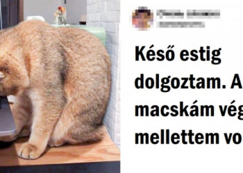 20+ háziállat, akinek a szótlan támogatása többet ér, mint 1000 szó