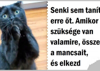 Ez a cica megtanult úgy könyörögni, hogy az emberek szíve elolvad, és lehetetlenség nemet mondani neki