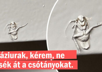 15 alak, aki nem kért meglepetést, de az univerzum azt mondta: “ez nem az a nap”.