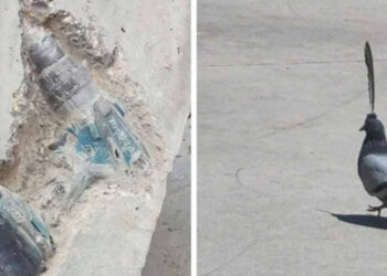 14 izgalmas pillanat, amelyet az emberek fotóztak le és osztottak meg az interneten