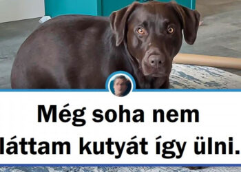 19 fotó a háziállatokról, amik megmutatják, hogy soha nem tudnak eléggé meglepni minket a tetteikkel
