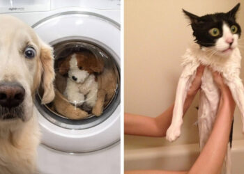 16 fotó, amelyen a háziállatokat totálisan összezavarta az emberi világ