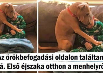 20 háziállat-szülő és “gyermekeik”, akik kimondhatatlanul imádják egymást