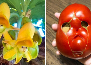 15 szokatlan természetben talált dolog, amit látva még többet szeretnénk belőlük