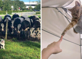 20 alkalom, mikor az állatok többet nyújtottak nekünk, mint amelyet el tudtunk képzelni