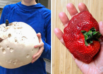 15 rendkívüli méretű dolog, mely miatt hitetlenkedve dörzsöljük a szemünket