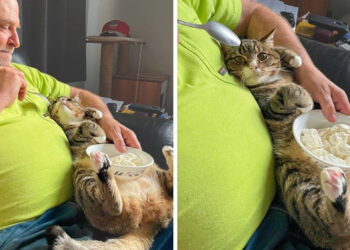 18 apuka, akik “nemet” mondtak a háziállatokra, de végül hihetetlenül megszerették őket