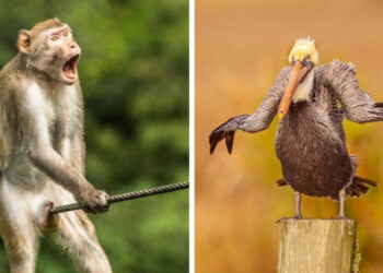 Bemutatták a Comedy Wildlife fotóverseny döntőseit, 2021 legviccesebb állati fotóit