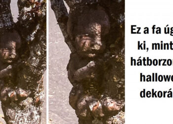 17 fénykép, melyek bizonyítják, hogy a természet sosem fogy ki a módszerekből, hogy meglepjen bennünket