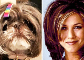 20 kutya, akik óriási hasonlóságot mutatnak egy hírességgel