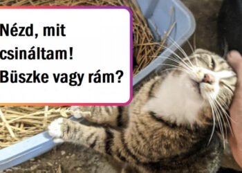 16 kép édes állatmamákról és kölykeikről, akik tele vannak szeretettel