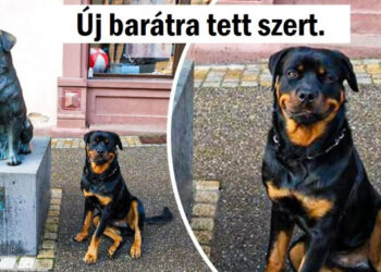 23 fénykép, ami igazolja, hogy a háziállatok a saját különböző világukban élnek