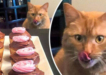 14 fotó, amelynél azonnal világos, hogy mi lesz a vége, és pont ezért olyan jó