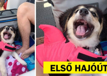 15 házikedvenc, akiknek fogalmuk sincs, mennyire imádnivalóak