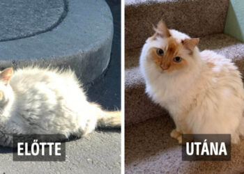 15 kép, amely bemutatja, hogyan változnak át az utcáról és a menhelyről befogadott állatok