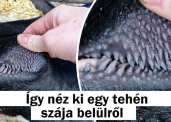 15 természet által alkotott mestermű, amelyek láttán meg kell csípnünk magunkat, hogy elhiggyük, igazak