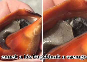 15 személy, akik valami ritka dolgot láttak, és a szemüket nem tudták levenni róla