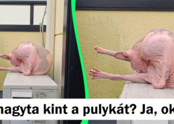 15+ zavarba ejtő fénykép, mely majdnem becsapta az agyunkat