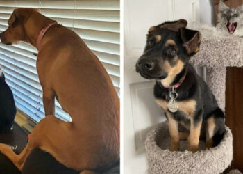 16 fénykép kutyákról, akik annyira közel kerültek a macskákhoz, hogy véletlenük még a szokásaikat is átvették