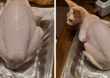 16 alkalom, mikor az ehetetlen dolgok olyan jól álcázták magukat, hogy majdnem beleharaptak az emberek