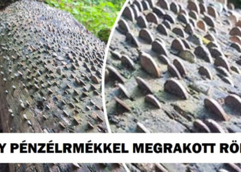 18 alkalom, mikor az emberek figyelemre méltó dolgokkal találkoztak, és nem tudták megállni, hogy ne készítsenek egy fotót