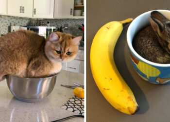 15 háziállat, aki bizonyítja, hogy mindenbe bele tudnak férni