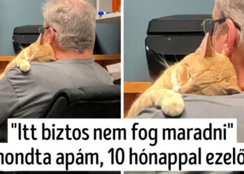 12 személy, aki azt mondta, hogy soha nem lesz háziállat az otthonában