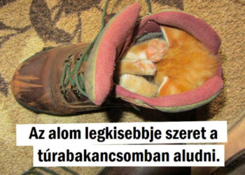 20+ felvétel, amik bebizonyítják, hogy bárhol lehet jó helyet találni a pihenésre