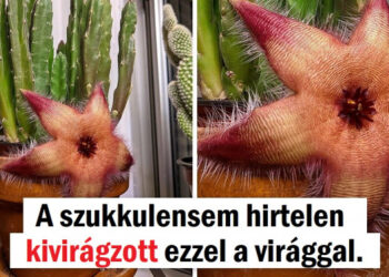 23 személy, aki látott valamit, mely kiváltotta a “Hűha” impulzust