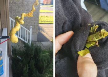 17 dolog, amiről a tulajdonosaik megfeledkeztek, és észrevehetően megváltoztak az idő alatt