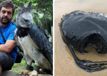 19 döbbenetes felvétel, amelyek bemutatják a természet csodálatraméltó és rémisztő oldalát