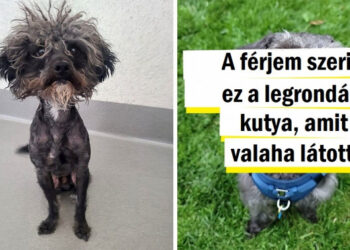 15+ házikedvenc, akik hatalmasat változtak az örökbefogadásuk után