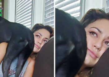 20 házi kedvenc, akik nagy ívben tojnak az intim szférádra