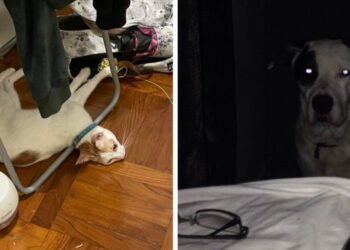 17 alkalom, mikor a kutyáknak és macskáknak sikerült megrémíteniük az embereket, pedig eszük ágában sem volt