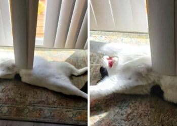 20+ zseniális állati fénykép, amely után mosolyogva kezdjük a napot