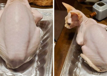 15+ dolog, amely olyan jól álcázza magát, hogy még a legokosabb elméket is összezavarja