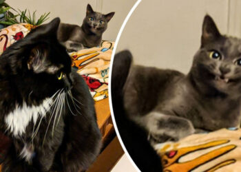 15+ flúgos kinézetű háziállat, akik egyszerűen így születtek