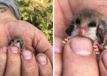 18 bébiállat, akik még a Hókirálynő szívét is megolvasztanák