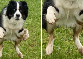 15 ház kedvenc, akik bizonyítják, hogy furcsa, de imádnivaló idegenek