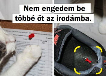 18 személy, aki háziállatot akart, de helyette egy csintalan lakótársat kapott