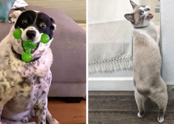 20 állat, akik annyira kattantak, hogy minden nap egy élmény velük