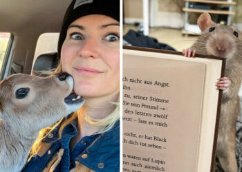 17 fénykép olyan állatokról, akik semmi mást nem akarnak, csak egy igaz barátot találni