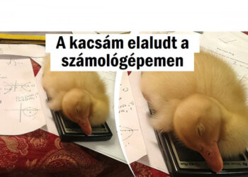 20 kép, amely azonnal milliónyi mosolyt csal az arcodra