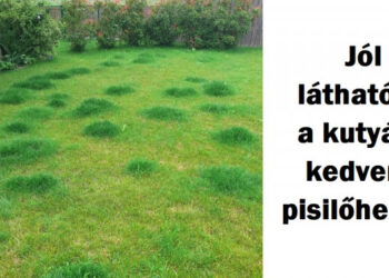 22 fotó, mely bizonyítja, hogy a háziállatok különleges nyomot hagynak az életünkben