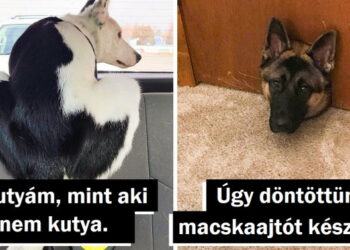 20 állati kép, amelynek a történetei elrabolják a szívedet