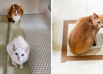 21 ember, akik kiderítették, hogy működnek-e a macskacsapdák, az eredmény döbbenetes