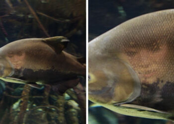 15 különös felvétel, amely nem az, aminek elsőre látszik