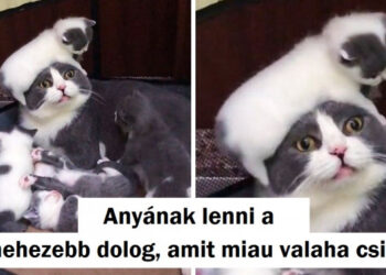 15+ kép a szülői létről, ami többet mond minden szónál